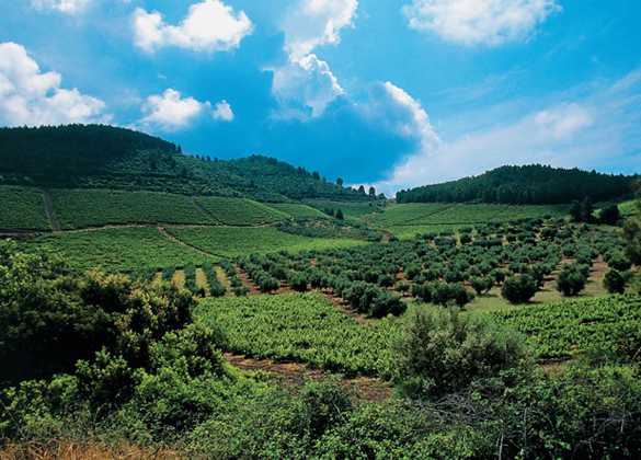 Porto Carras